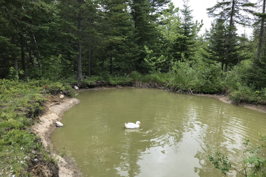 a lonely duck in the pond