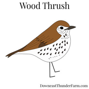 Wood Thrush