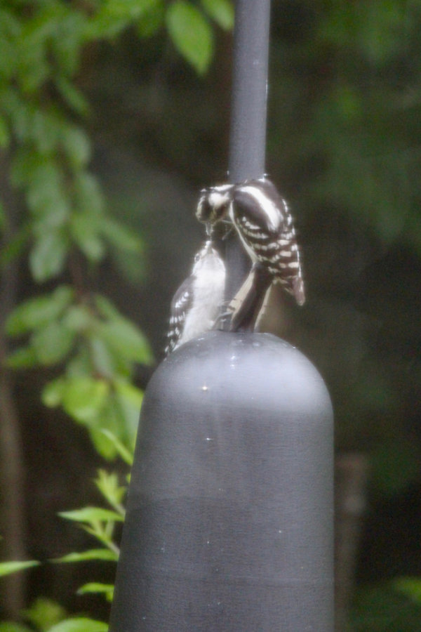 downy woodpecker feeding baby
