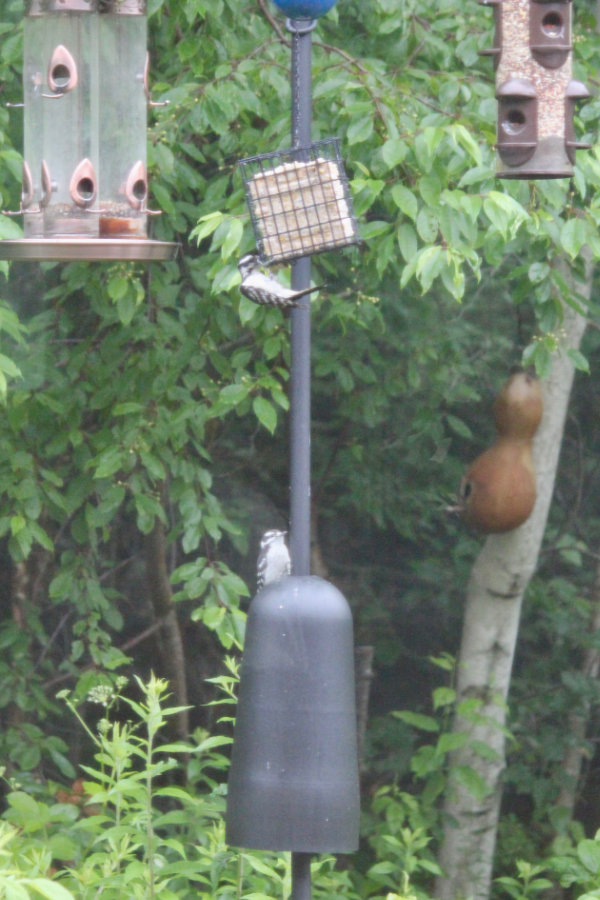 downy woodpecker family in Maine