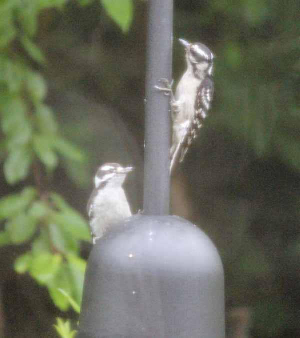 Introducing Baby Downy Woodpecker