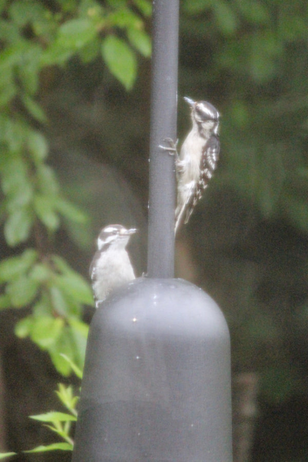 baby downy woodpecker