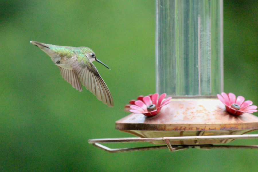 The Tiniest of Backyard Birds