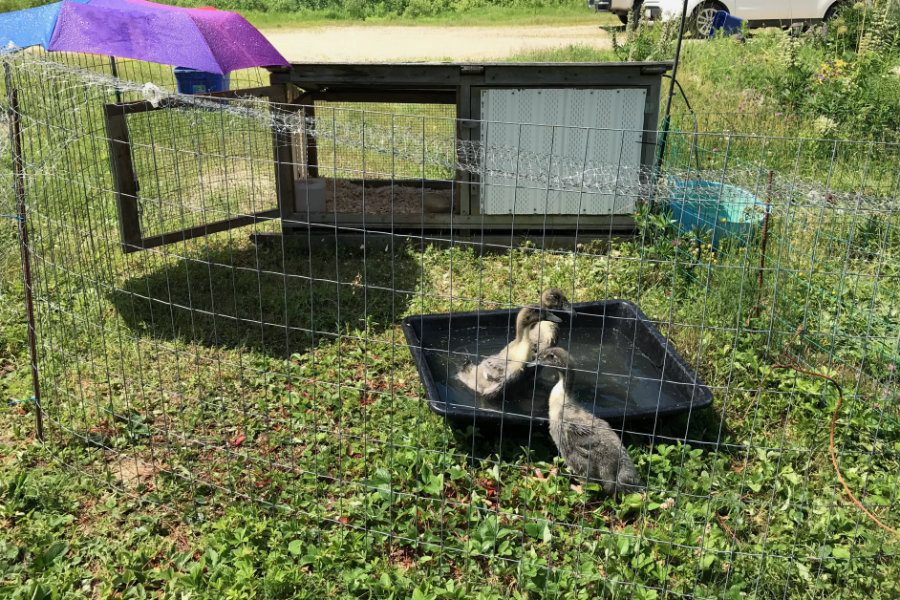 blue sweedish ducklings