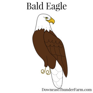 Bald Eagle Kit
