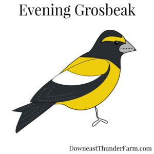 Evening Grosbeak Kit