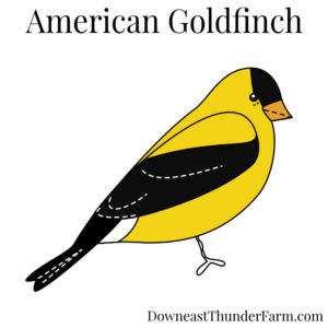 American Goldfinch Kit