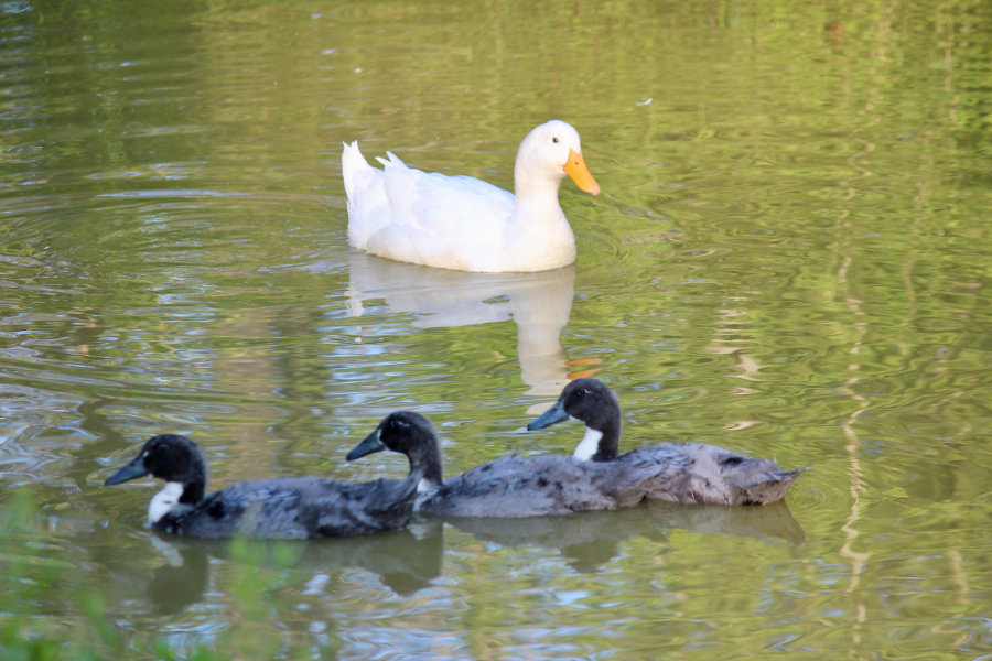 The ducklings are grounded!