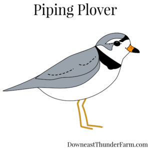 Piping Plover Kit