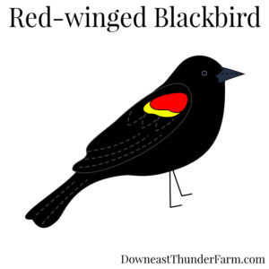 Red-winged Blackbird Kit