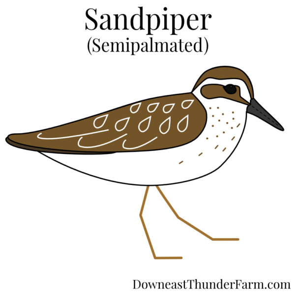 Semipalmated Sandpiper Felt Kit