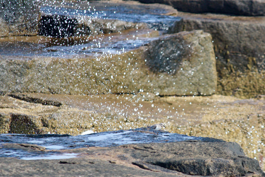 semipalmated sandpipers at schoodic point