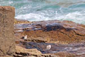 semipalmated sandpipers at schoodic point