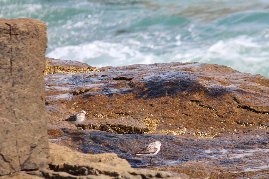 The Sandpipers are Back!