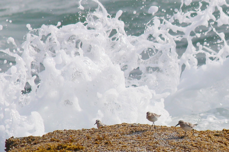sandpipers in the surf at schoodic point