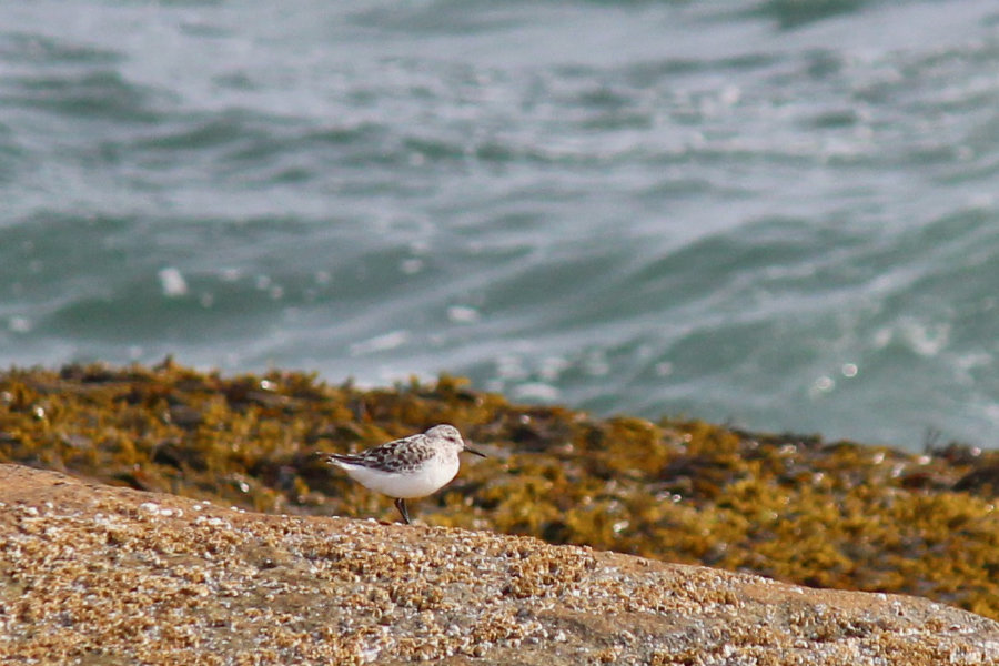 semipalmated sandpipers at schoodic point