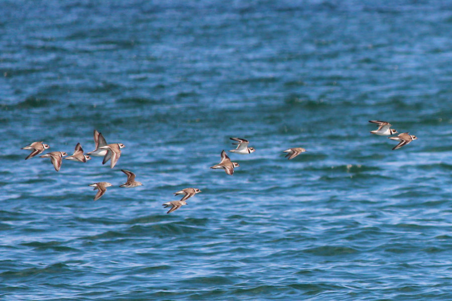 semipalmated plovers flying