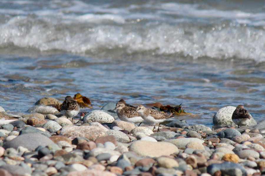 sandpipers on the beach