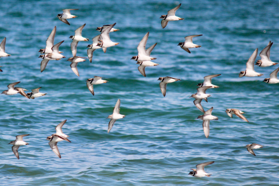 semipalmated plovers fling in Maine