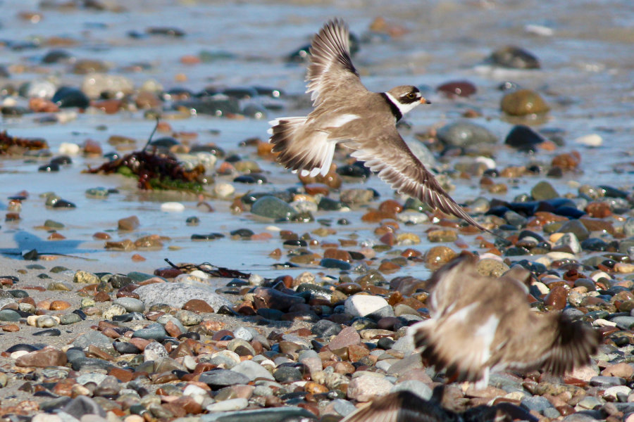 semipalmated plover