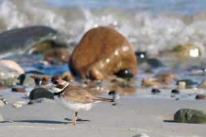 semipalmated plover on the beach