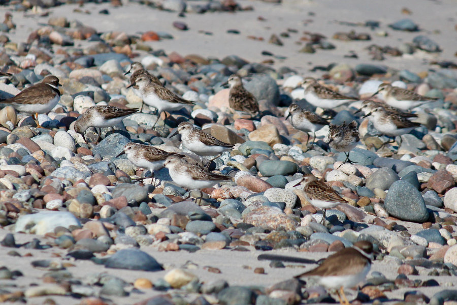 semipalmated sandpipers