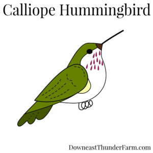 Calliope Hummingbird Kit