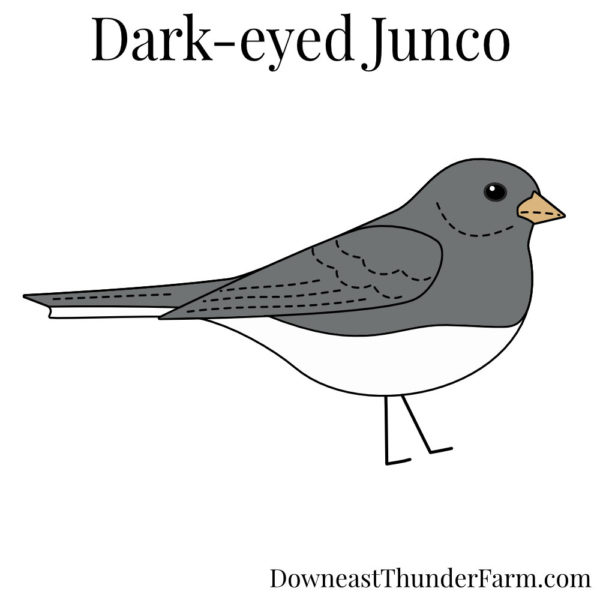 Dark-eyed Junco Kit