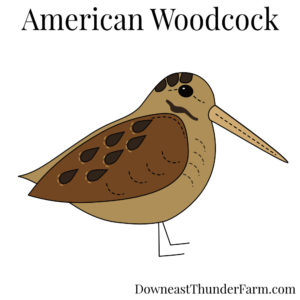 american woodcock timberdoodle