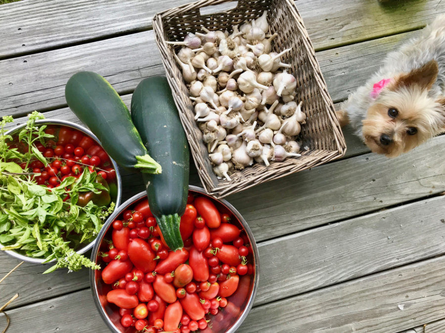 A Summer of Passive Gardening