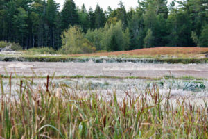 Frosted Cranberry Bog