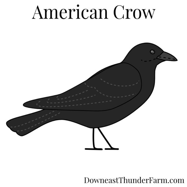 american crow pattern
