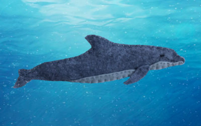 The Boisterous Bottlenose Dolphin