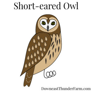 Short-eared Owl Kit