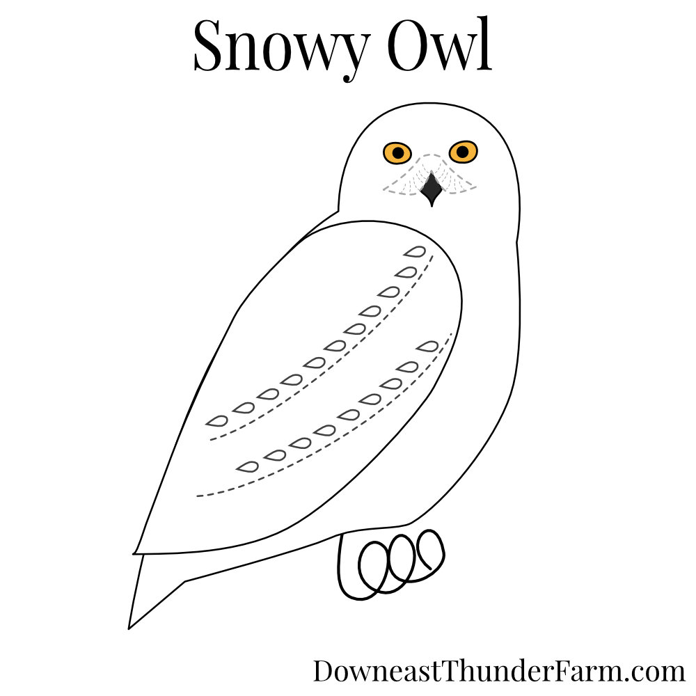 snowy-owl-kit-downeast-thunder-farm