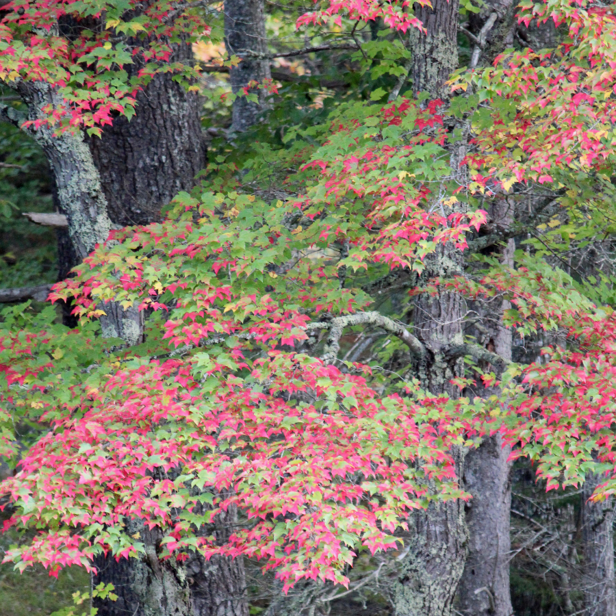 crimson tipped maple leaves
