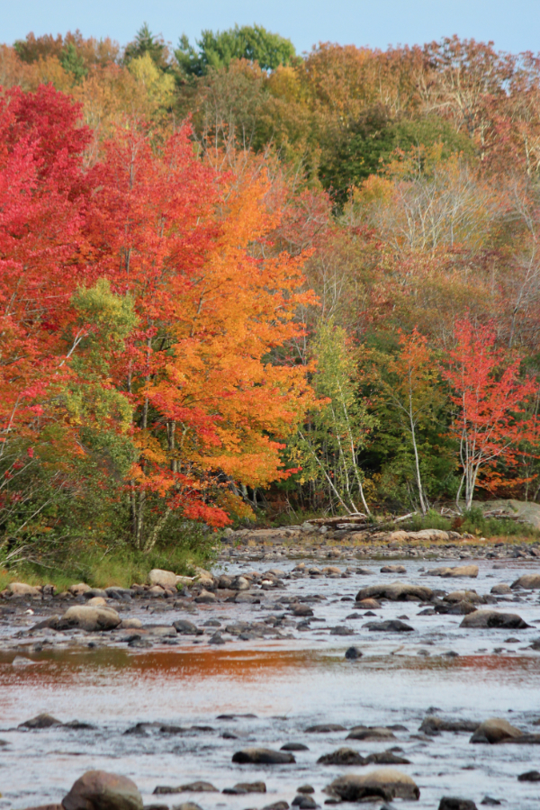 orange autumn