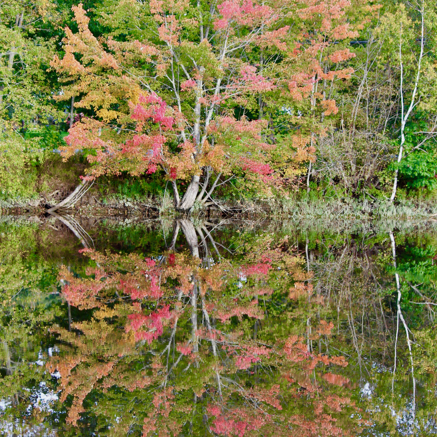 reflections of trees