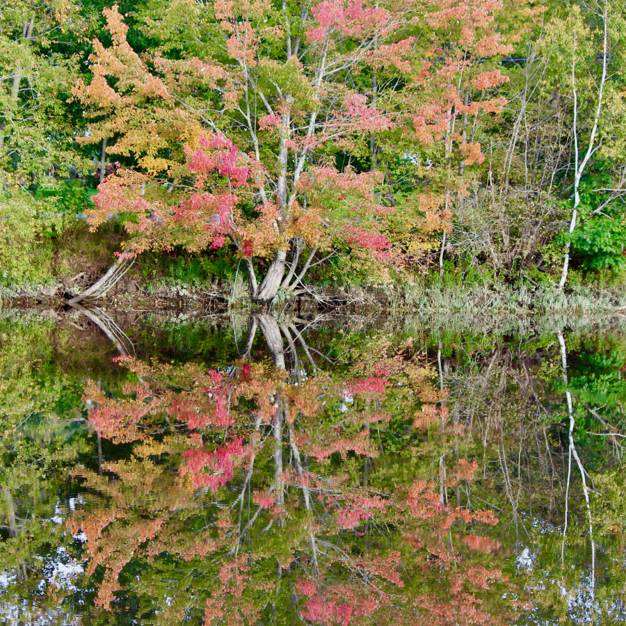 reflections of trees