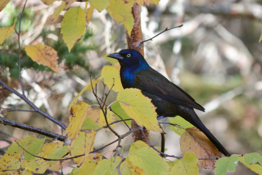 Inundated with Grackles