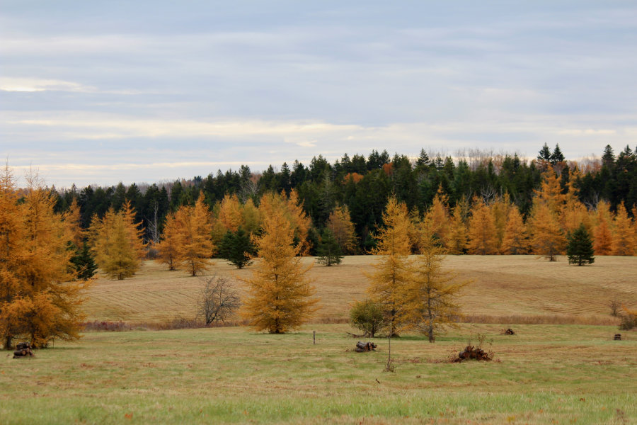 autumn tamarack