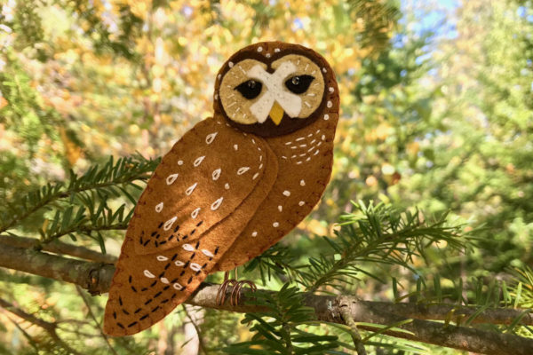 Spotted Owl Kit - Image 2