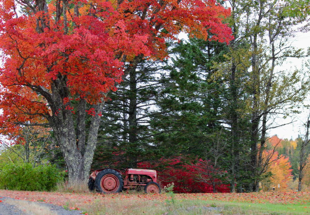 red autumn tree, red tractor