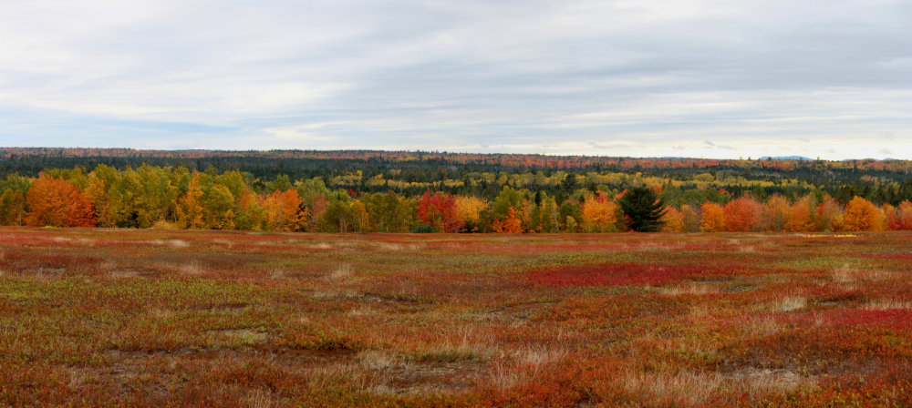 Columbia Maine Barrens