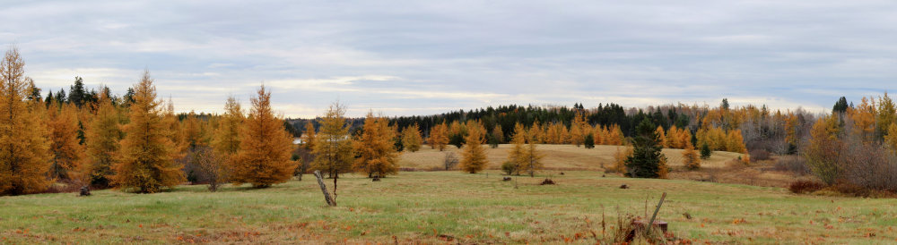 maine tamarack panorama