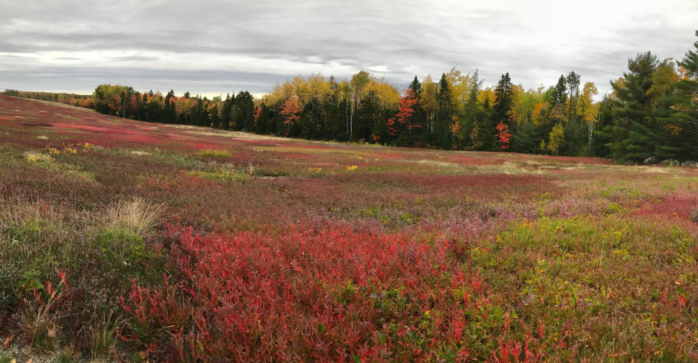 Whitneyville Barrens in Autumn