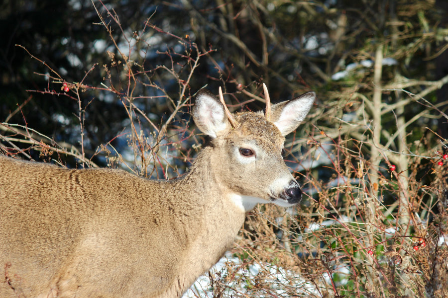 white tail deer buck rack