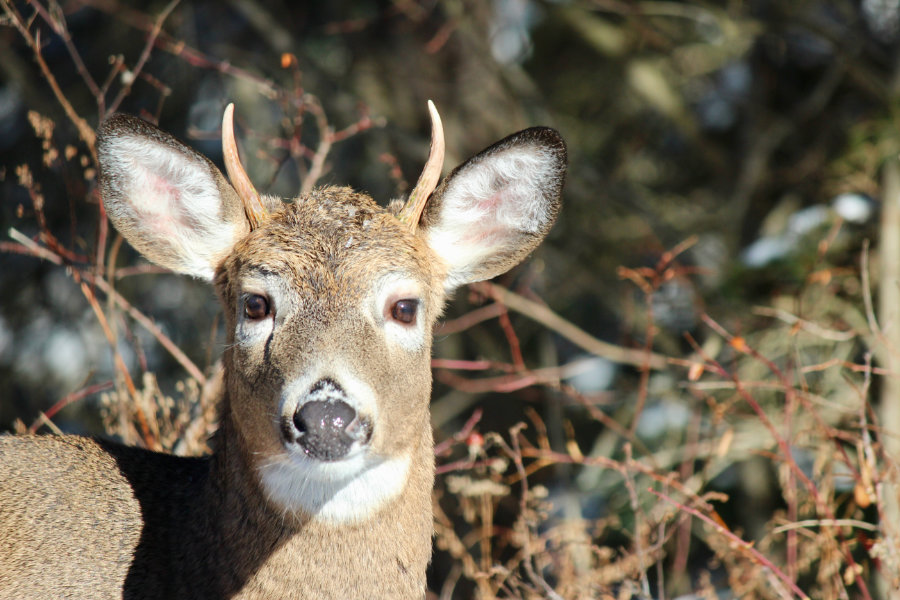 A Morning Buck