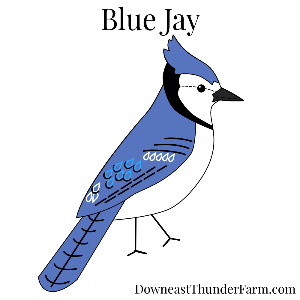STELLER'S BLUE JAY BIRD  HAND TOWEL SET CUSTOM EMBROIDERED 