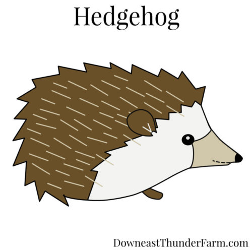 hedgehog